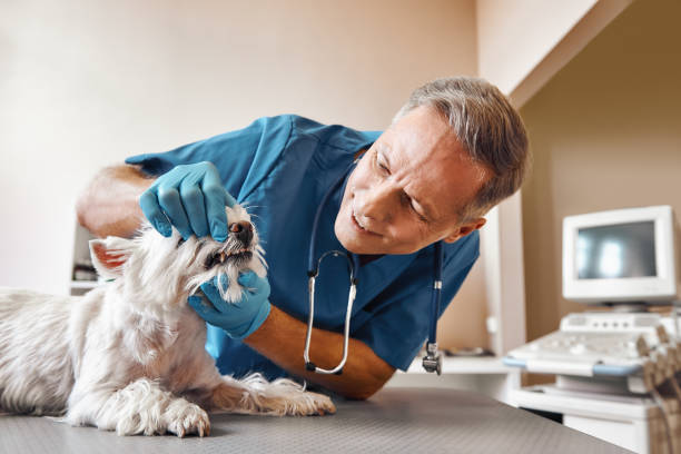 Best 24-Hour Emergency Dental Care in Pendleton, IN